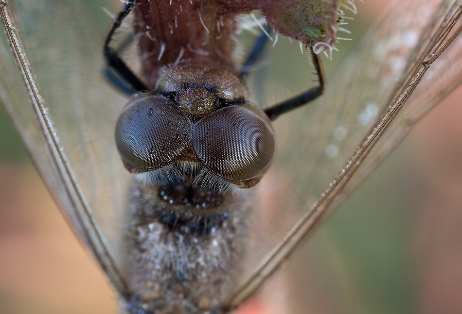 betropfte augen