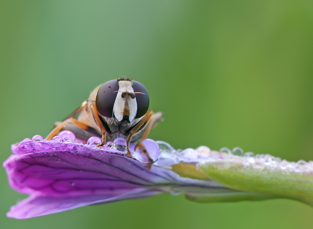 Schwebfliege von vorn