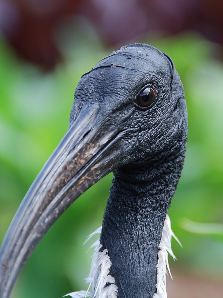 Weißer Ibis