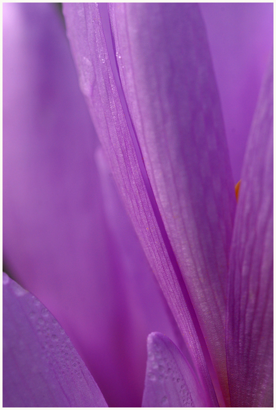 Colchicum autumnale