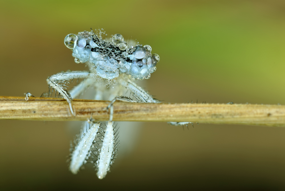 Libelle