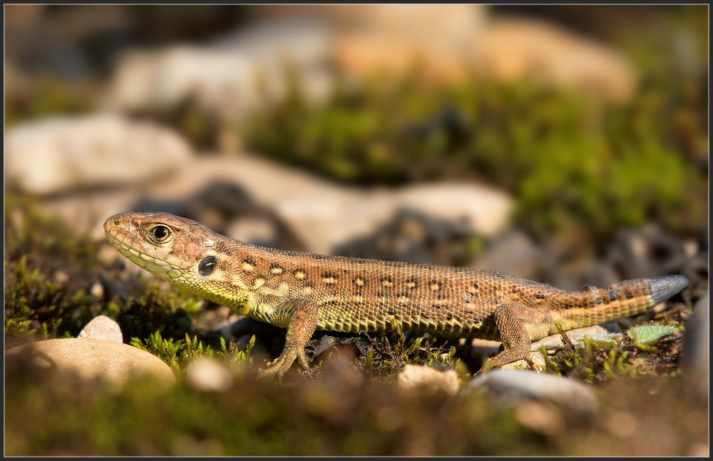 juvenile Zauneidechse