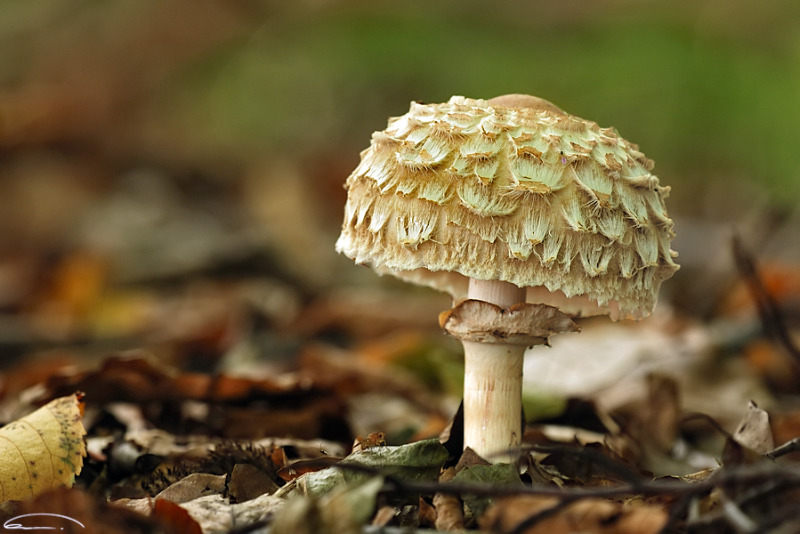 Safranschirmling Chlorophyllum rhacodes