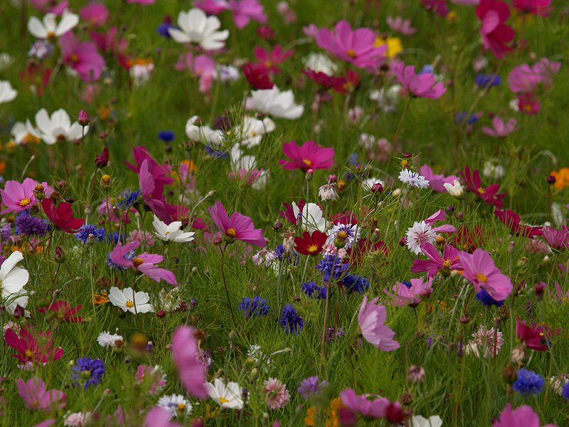 Blumenwiese II