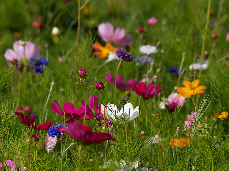 Blumenwiese III