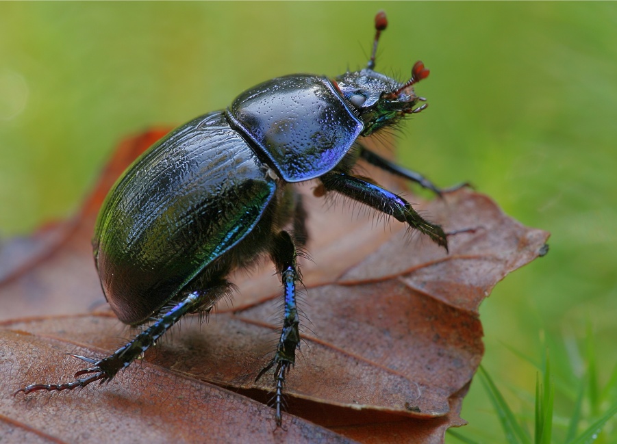 Waldmistkäfer