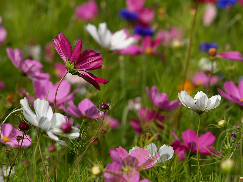 Blumenwiese IV