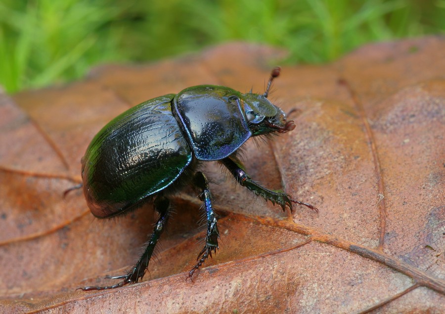 Waldmistkäfer II