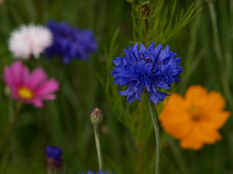 Blumenwiese V