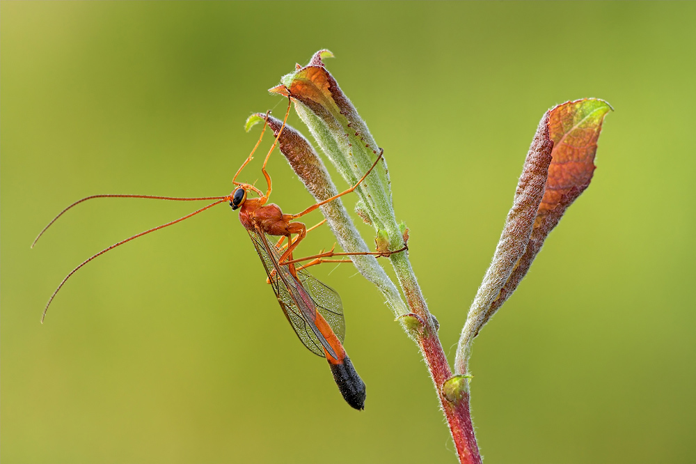 Dusona spp - Schlupfwespe