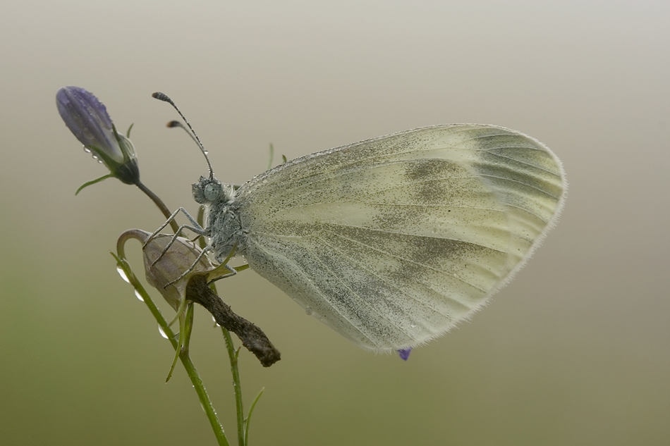 Sommernachtstraum