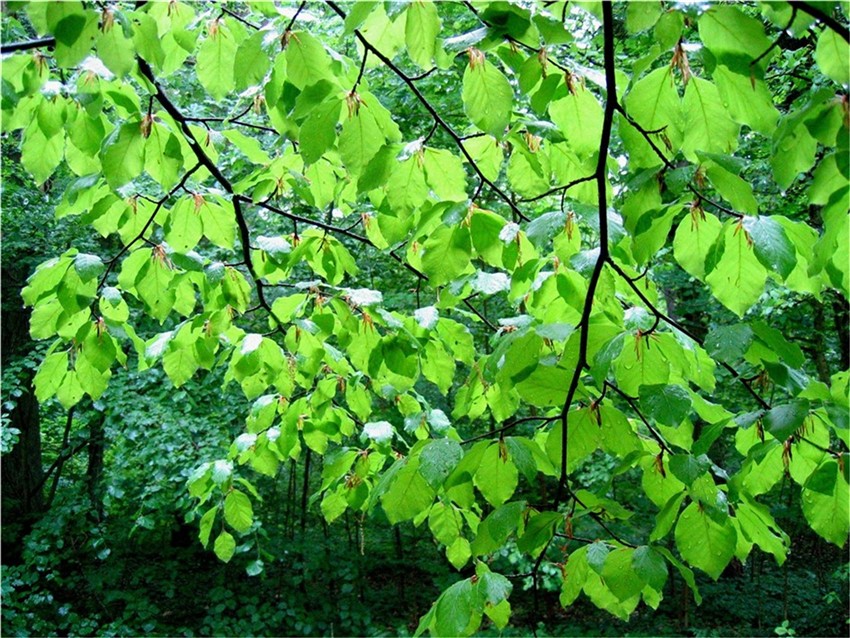 Blätterdach im Regen