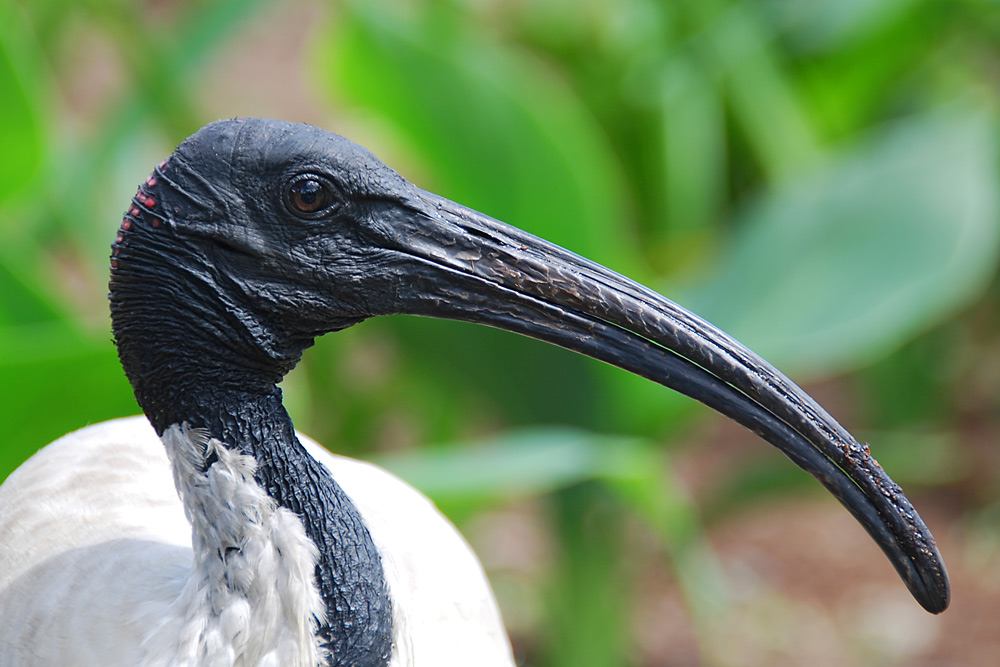 Weißer Ibis