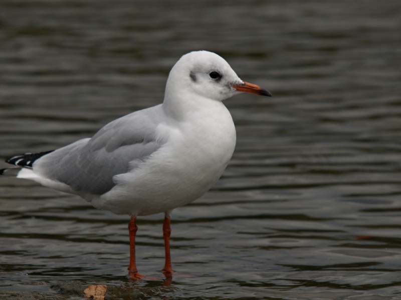 Lachmöwe