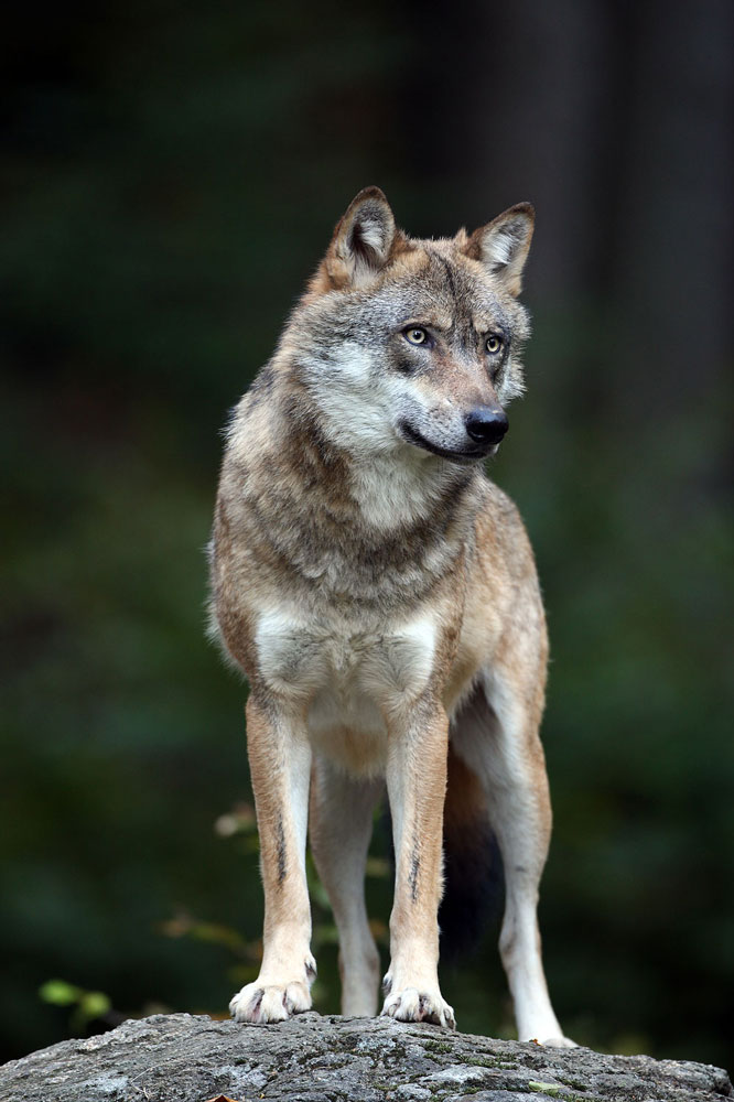 Wolf (Forum für Naturfotografen)