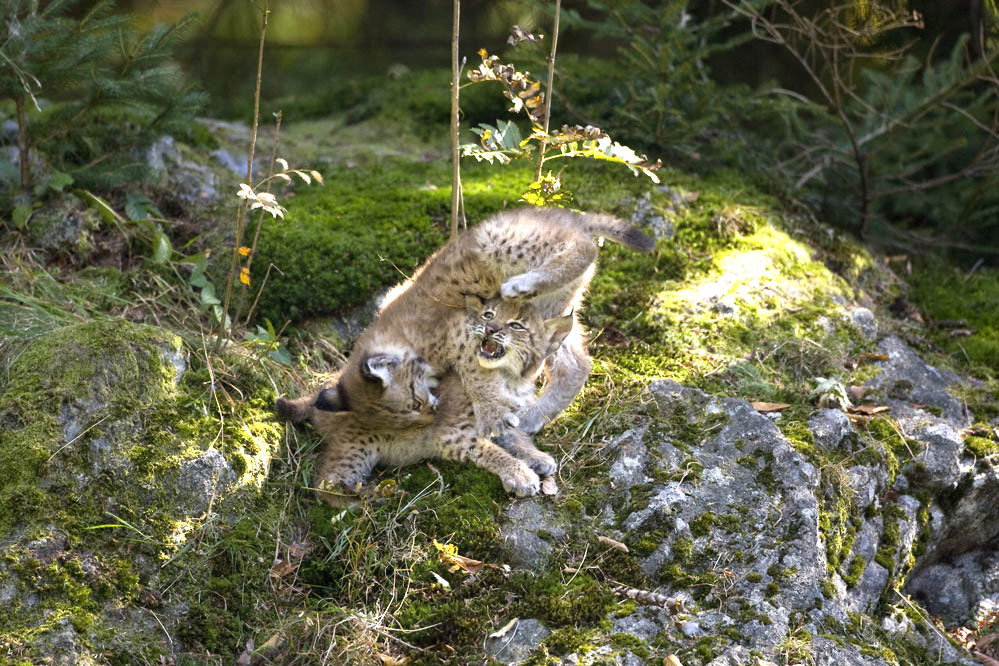 Luchs