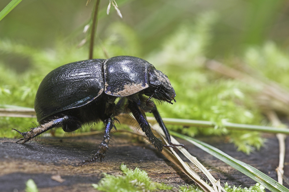 Waldmistkäfer