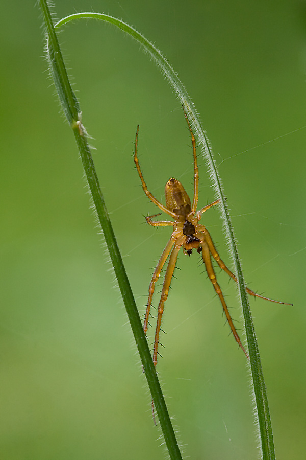 Flachstrecker ( Philodromus aureolus)