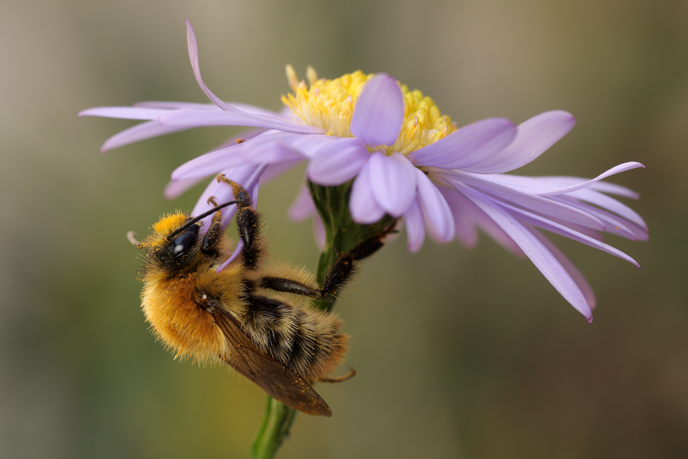 Hummel