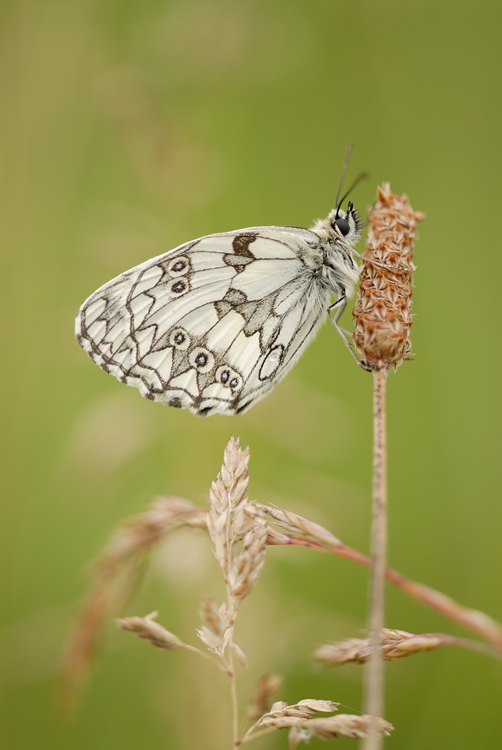 Schachbrettfalter