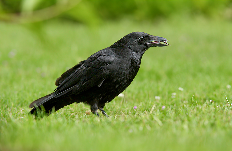 Rabenkrähe (Corvus corone)