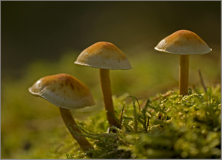 Trio