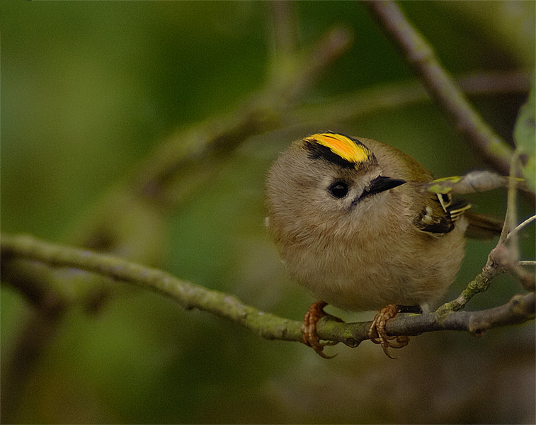 Wintergoldhähnchen