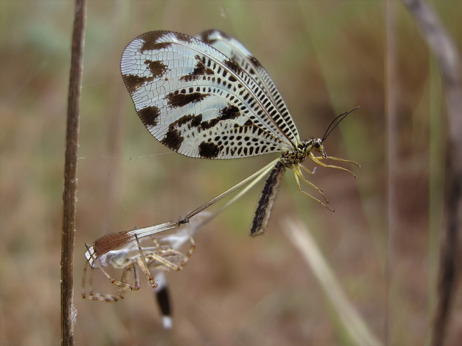 Fadenhaft (Nemoptera coa) II