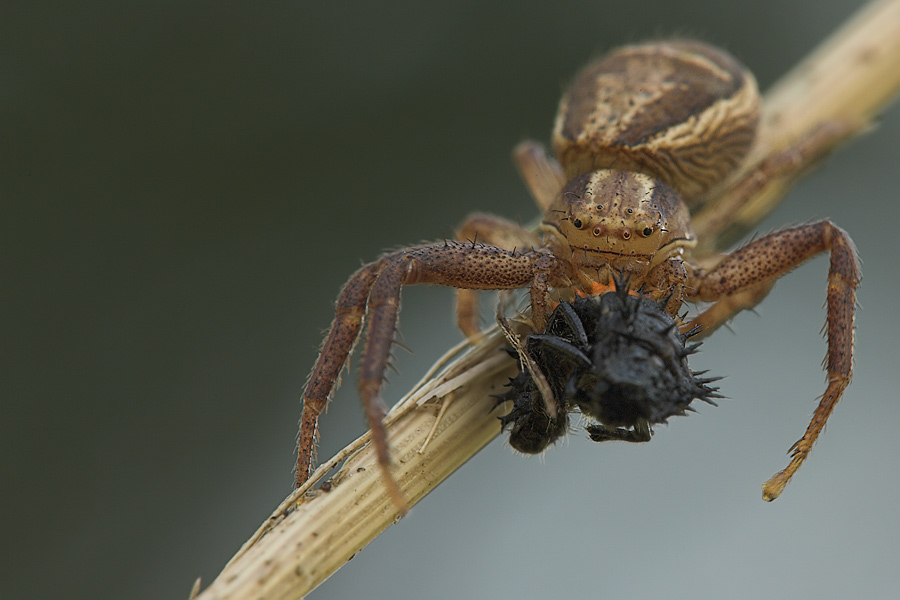 Krabbenspinne mit Beute