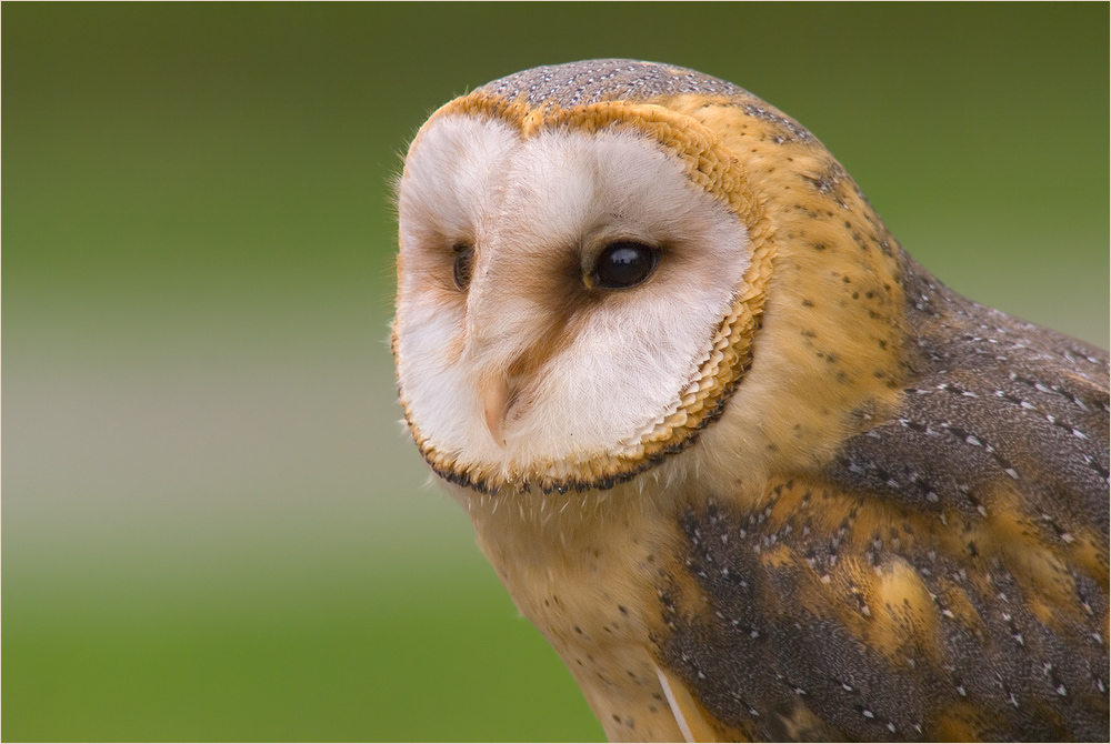 Schleiereule (Tyto alba)