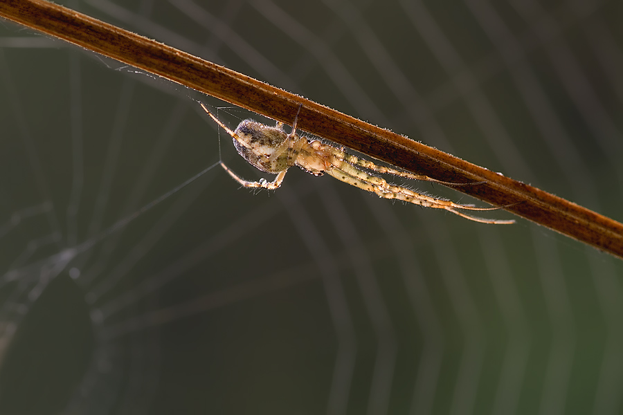 Spinne im Gegenlicht