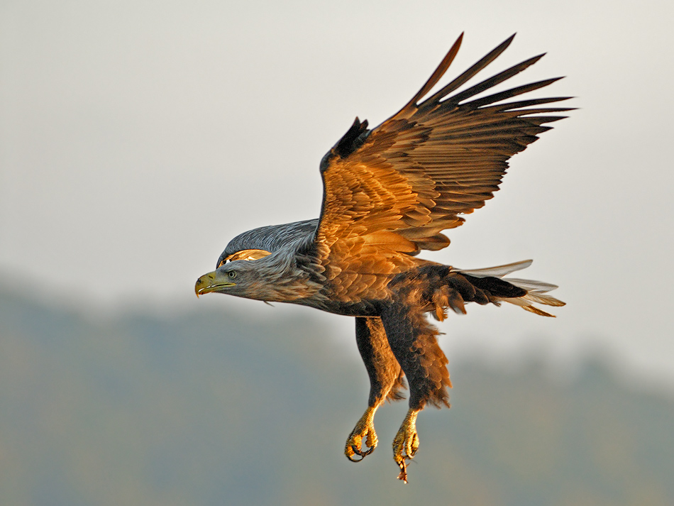 Seeadler