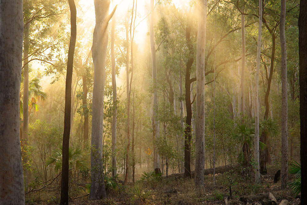 Open Woodland