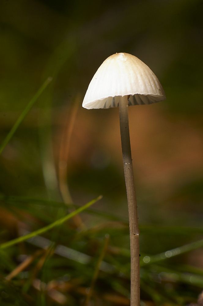 Mycena galopus