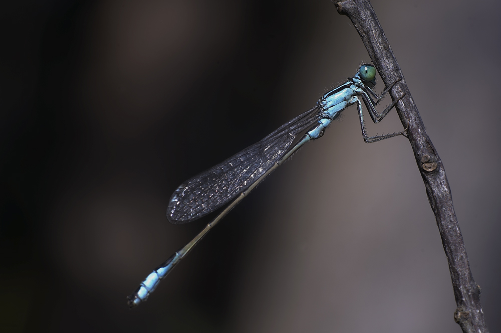 Gemeine Binsenjungfer (Lestes sponsa)