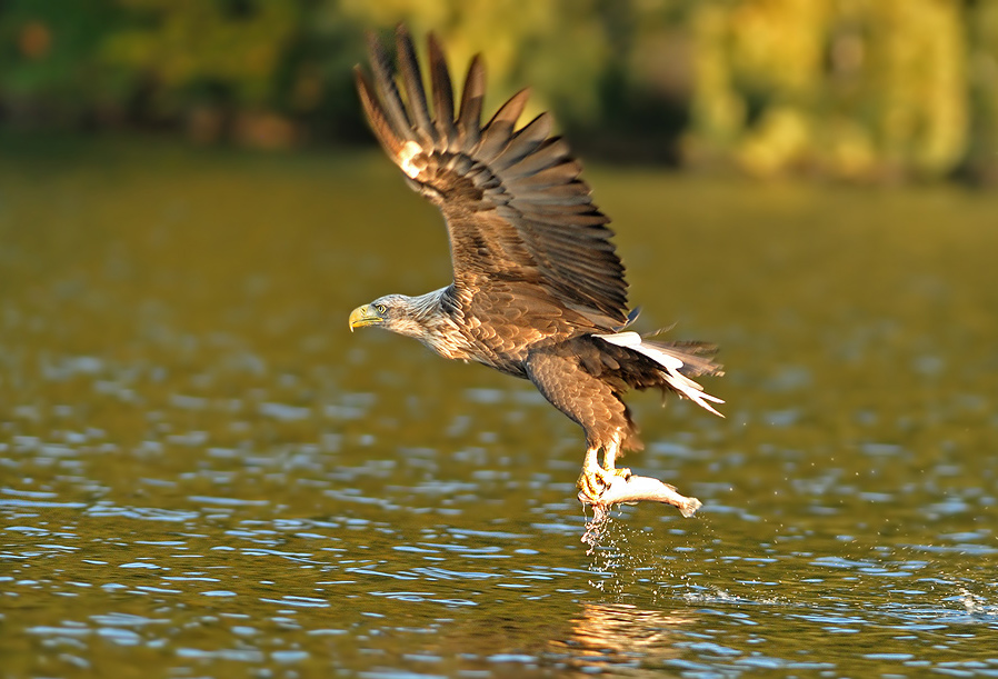 Seeadler (wildlife)