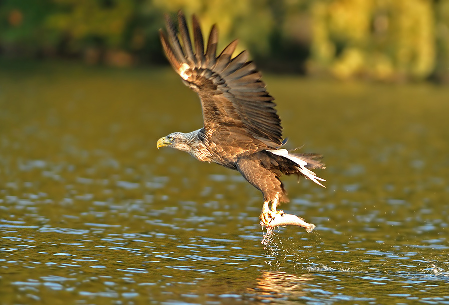 Seeadler (wildlife)