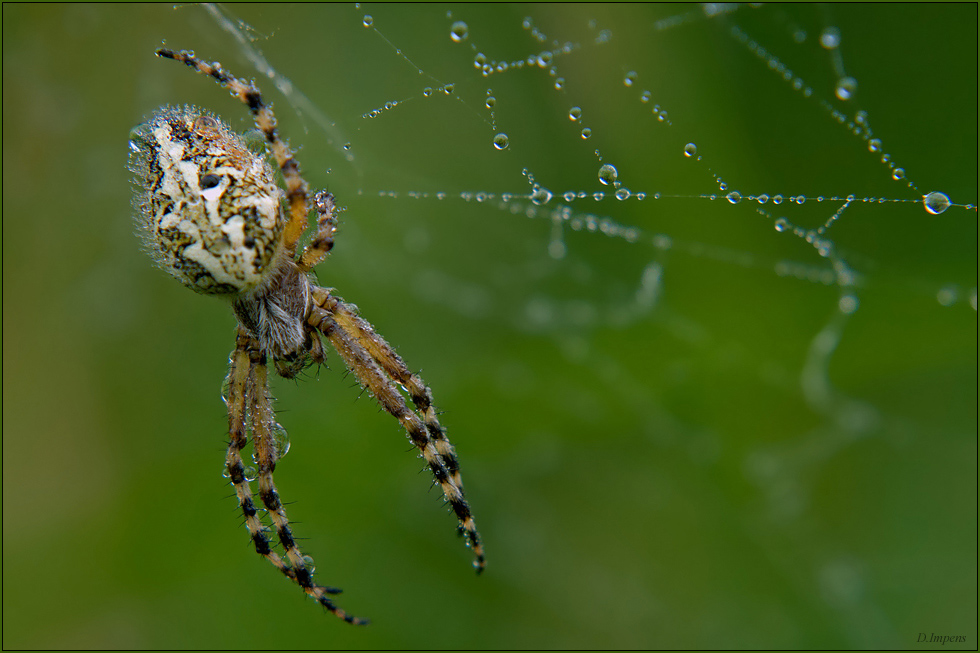 ***Eichblattspinne am Morgen***