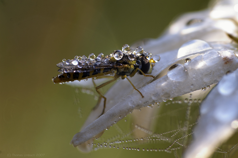 Schwebfliege (Syrphidae)