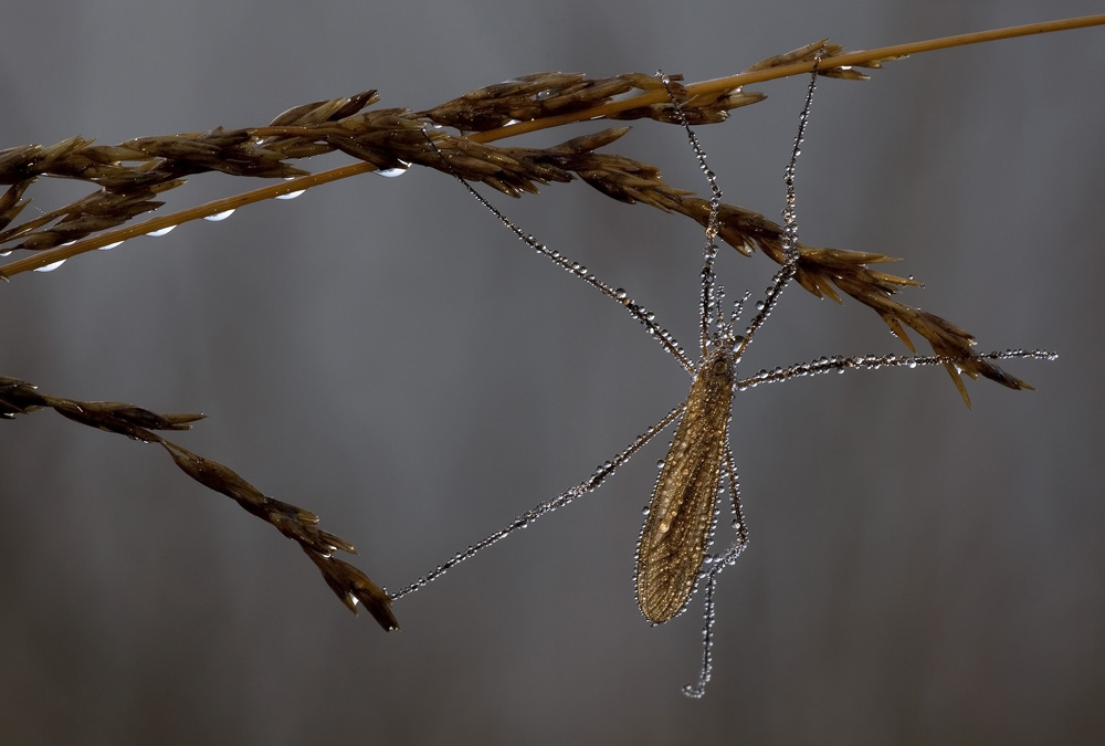 Schnake am frühen Morgen