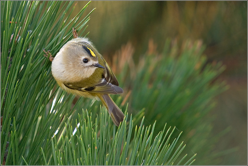 Wintergoldhähnchen