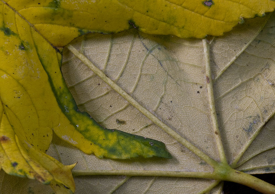 Zwei Seiten des Herbstes