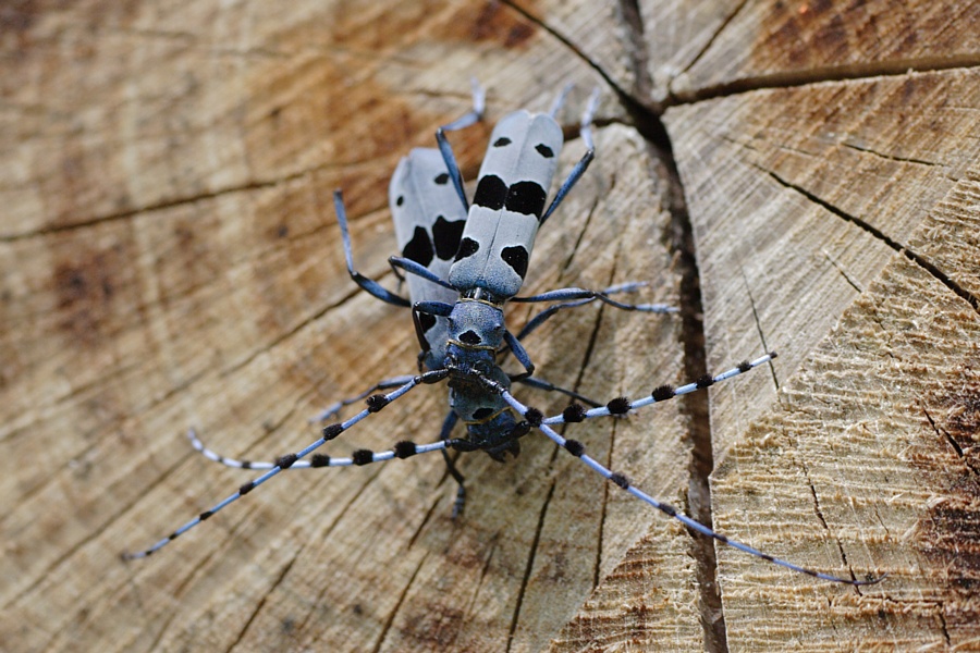 Alpenböcke [Rosalia alpina]