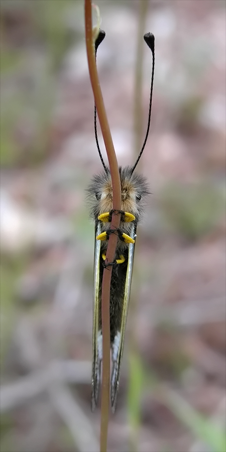 Schmetterlingshaft (Libelloides ottomanus)