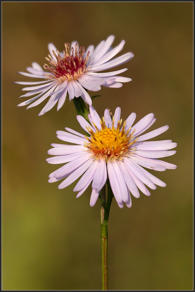 Herbstblüten