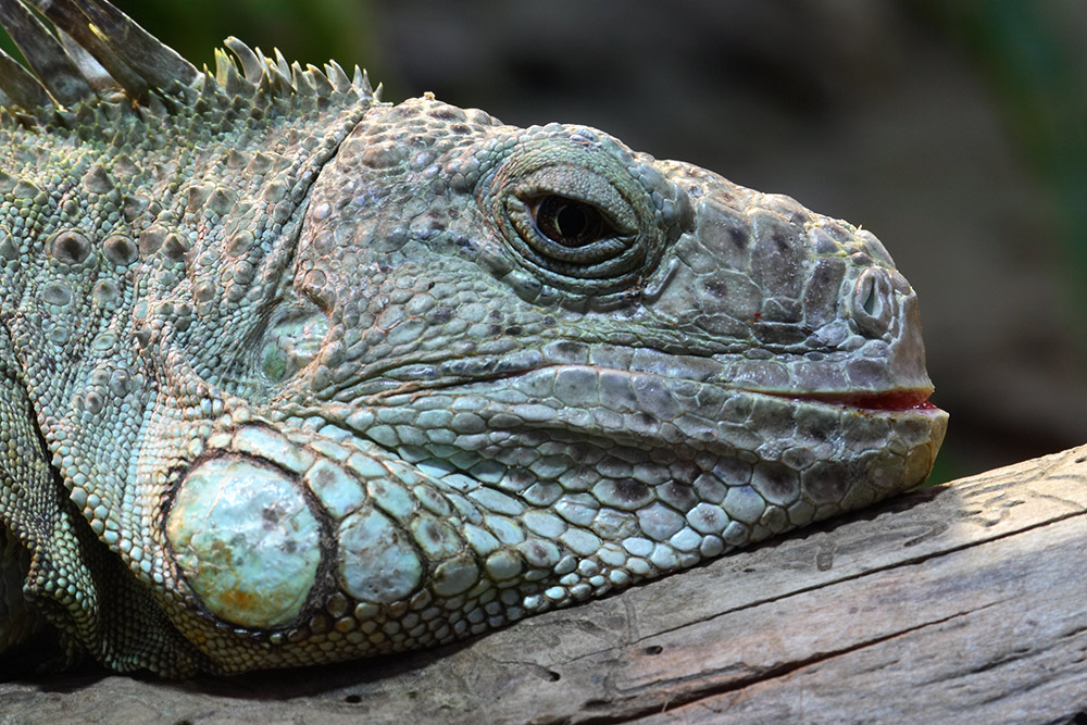 Grüner Leguan