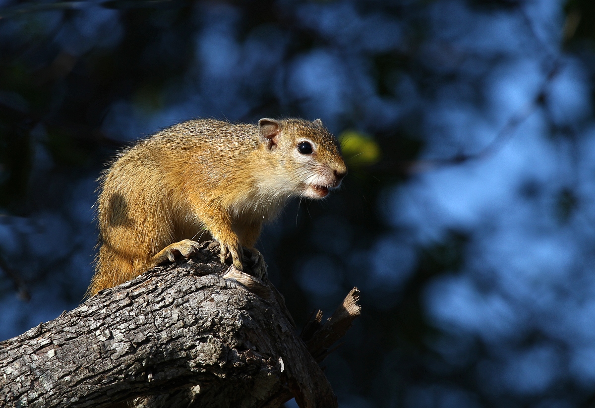 Baumhörnchen