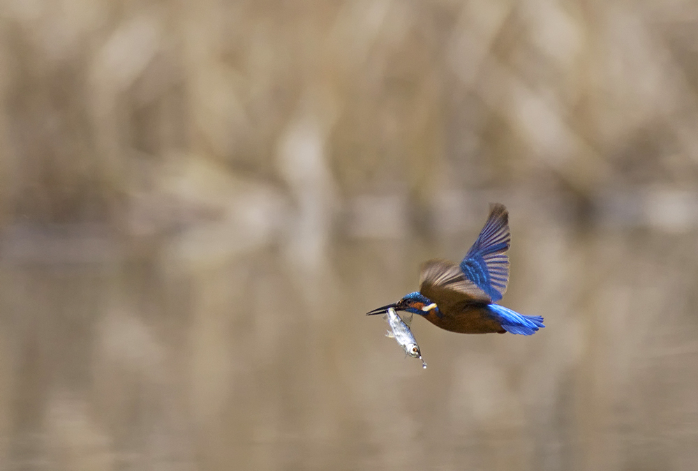 Abflug mit Beute