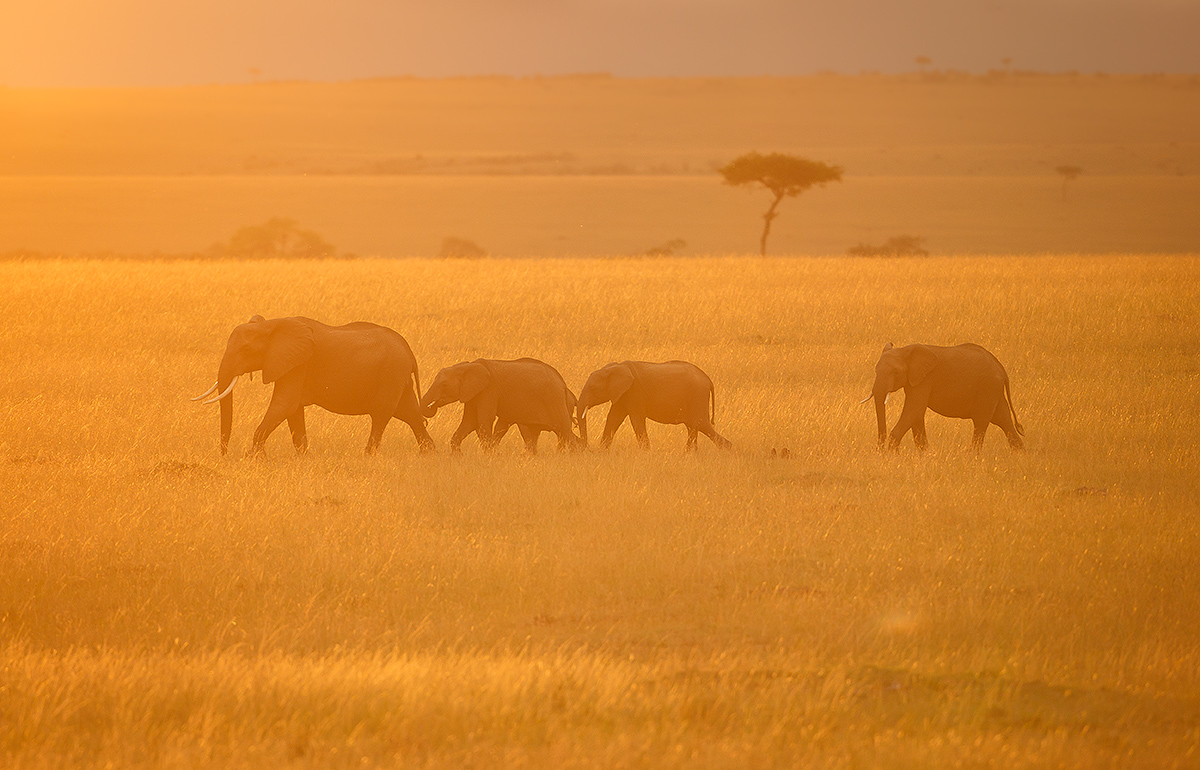 Masai Mara