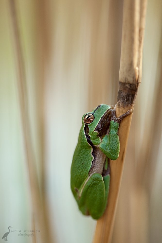 Laubfrosch